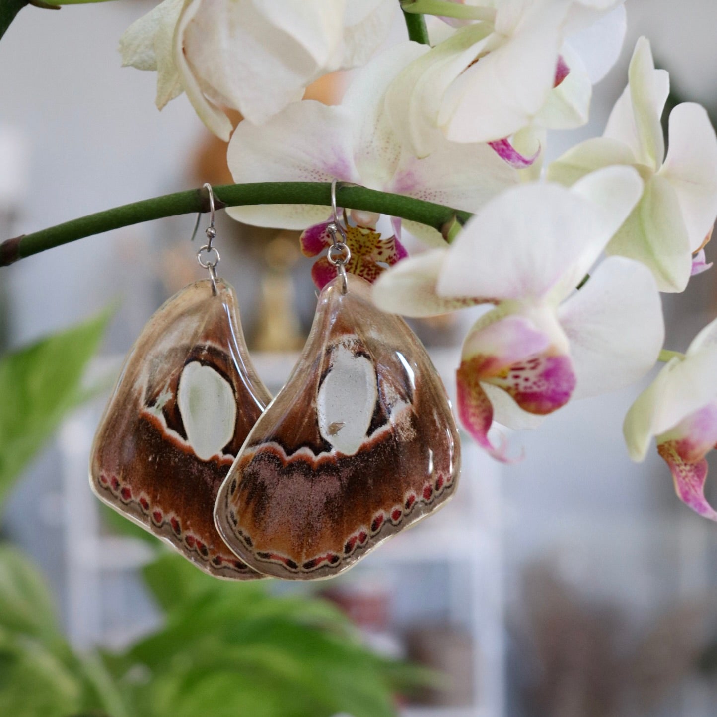 Forbes Silk Moth (Hindwings)