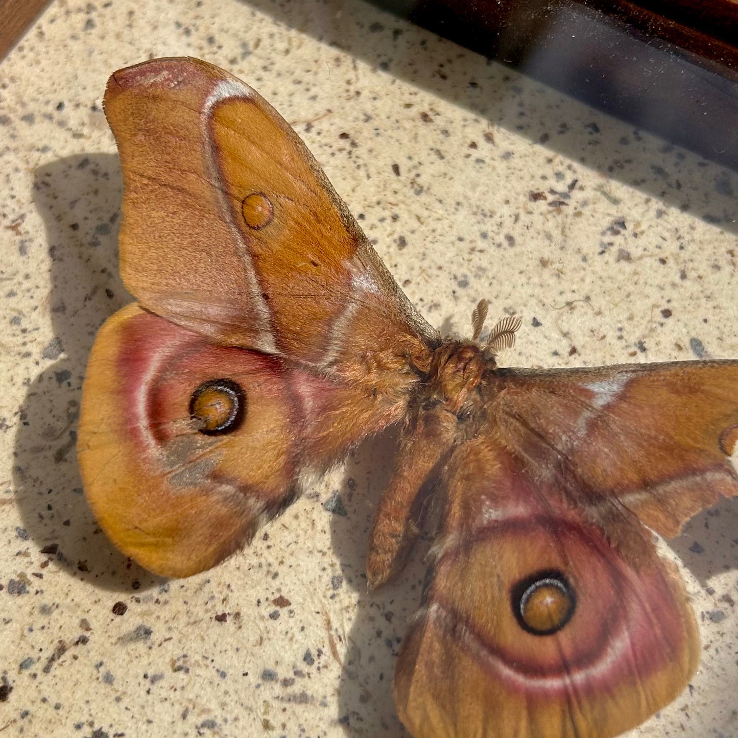 Suraka Silk Moth