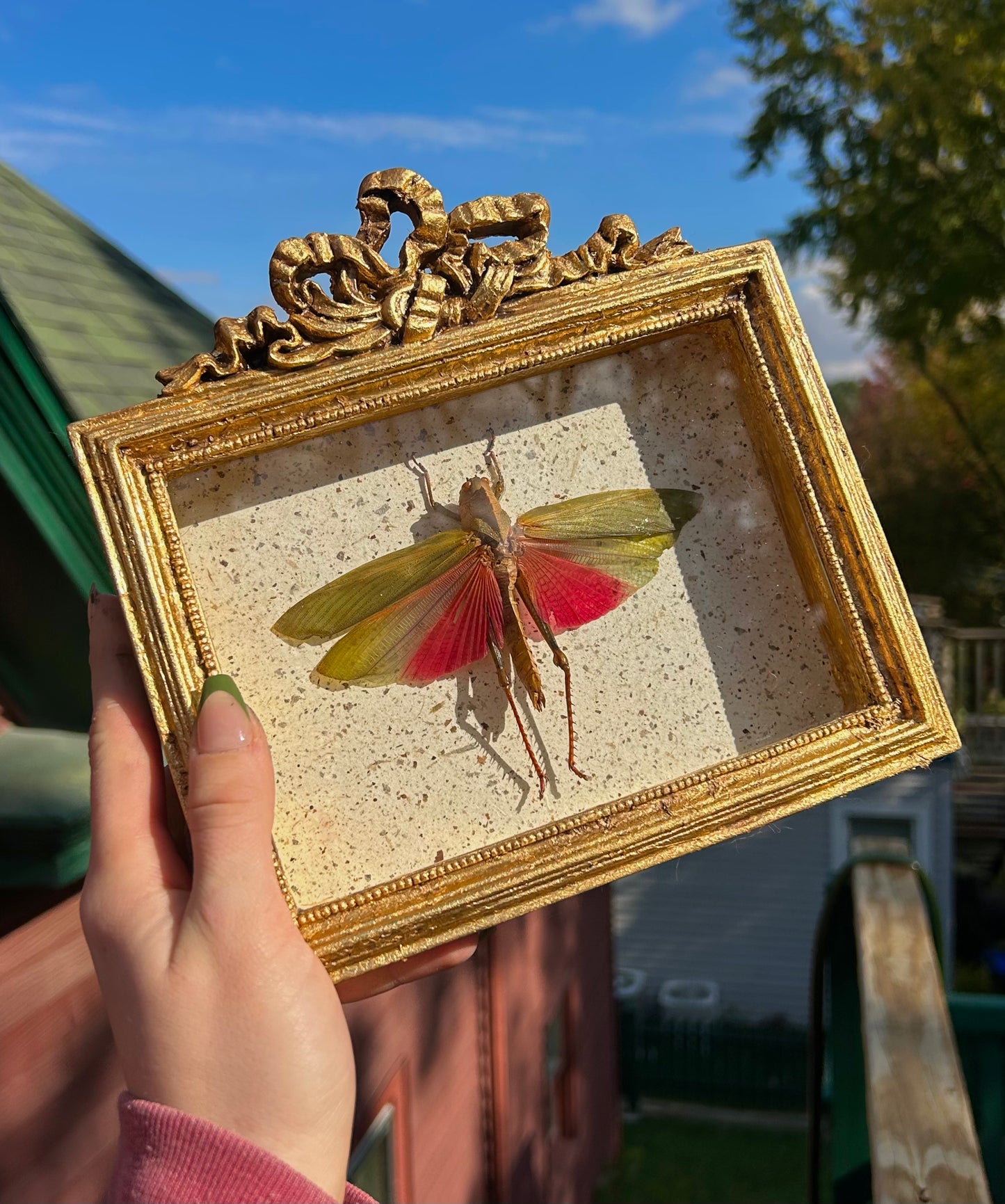 Rose-Wing Grasshopper (Large)