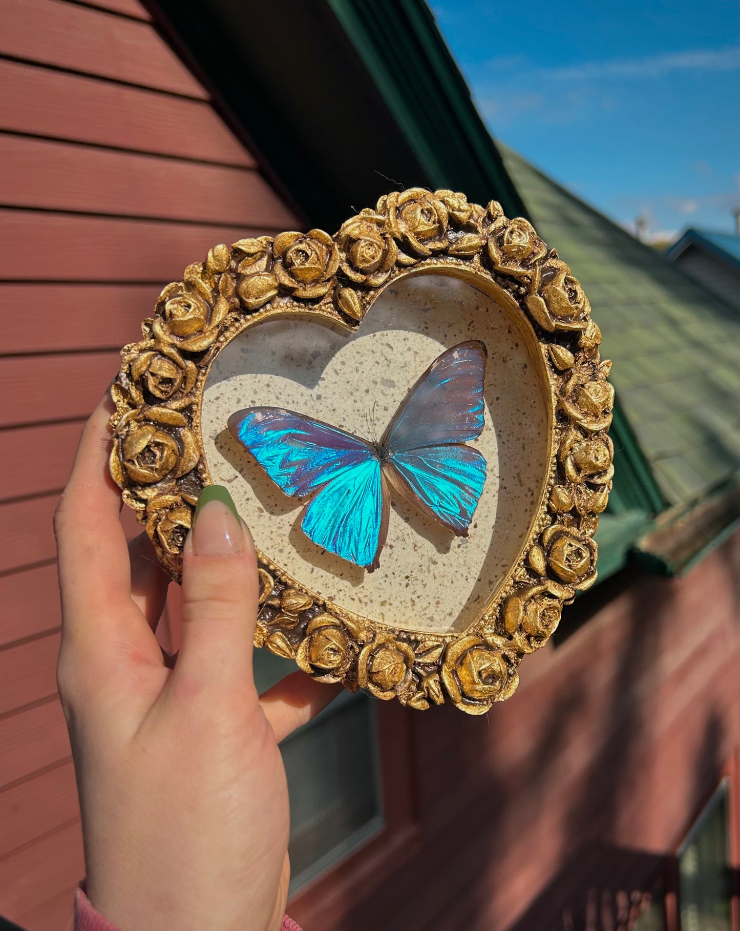 Aega Blue Morpho (Rare)