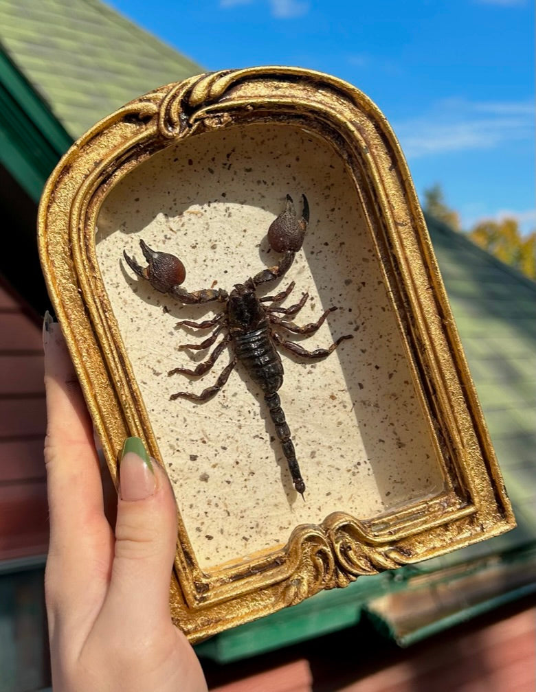 Scorpion (Indonesia)