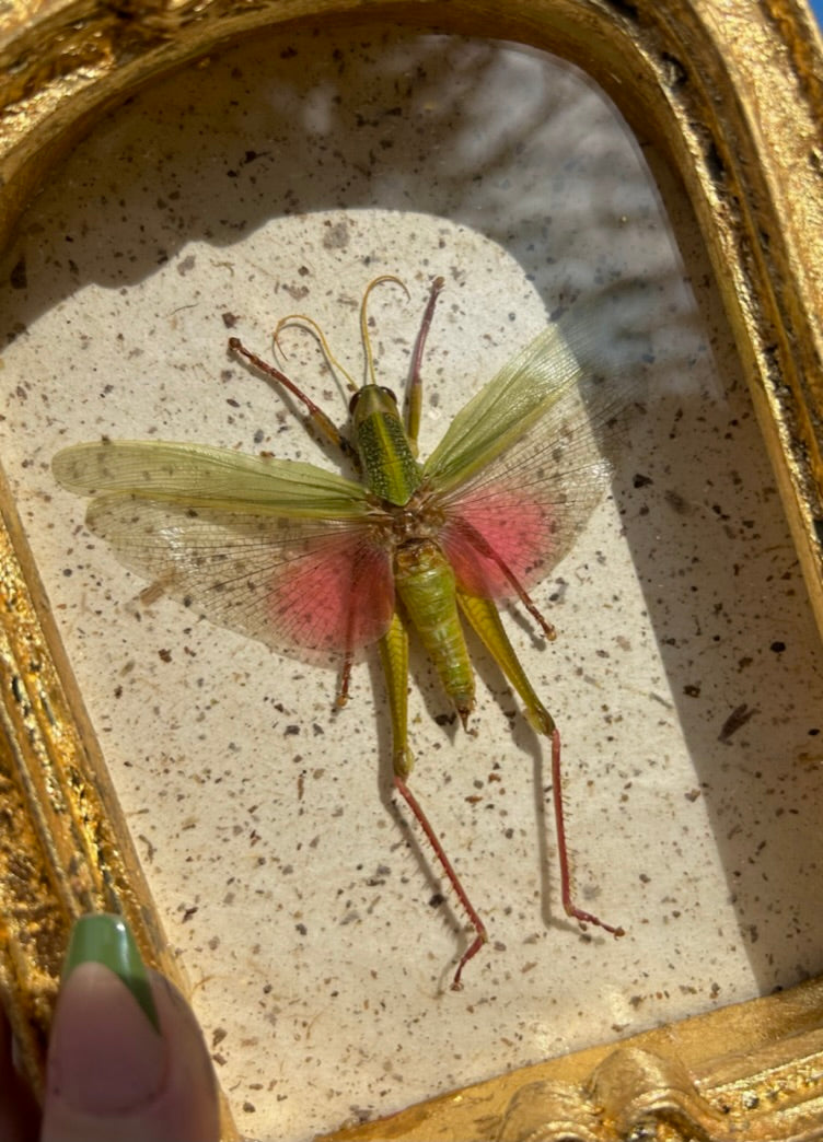 Rose-Wing Grasshopper (Small)