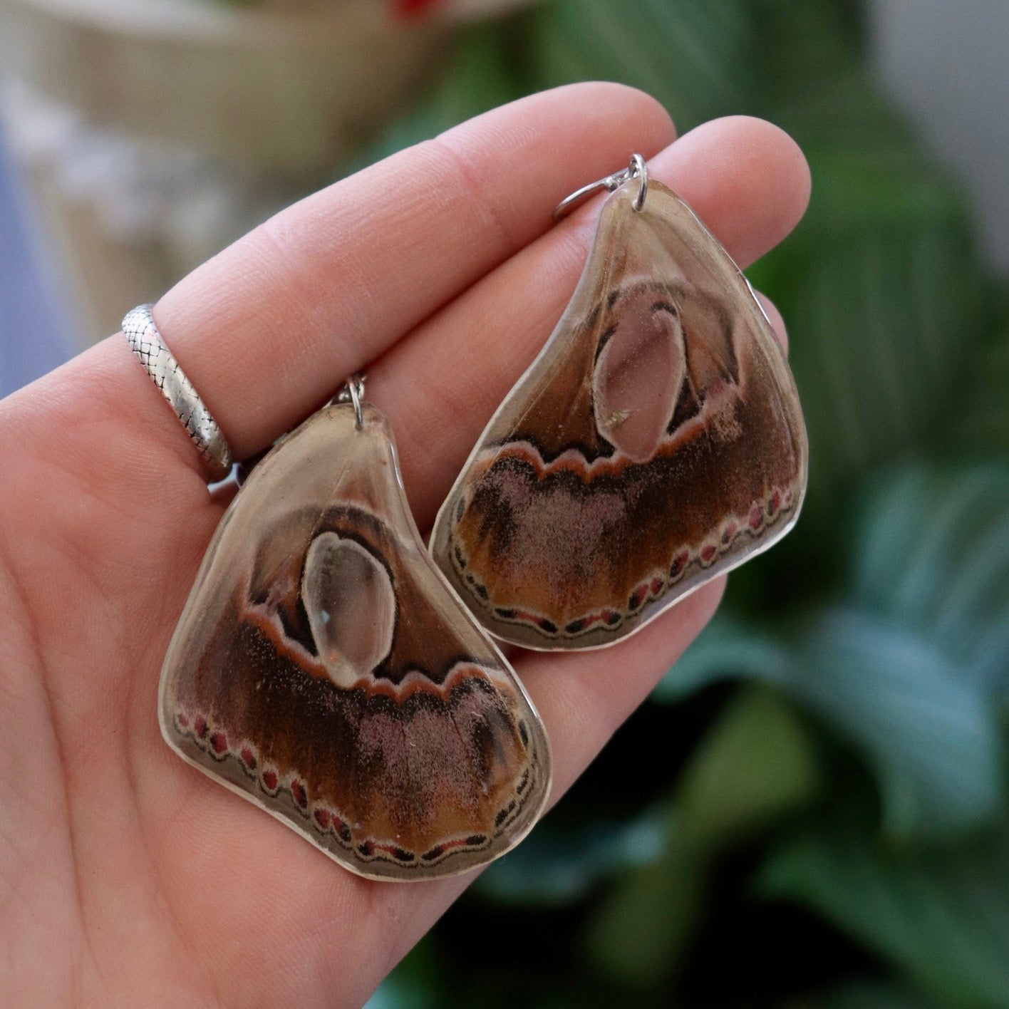 Forbes Silk Moth (Hindwings)