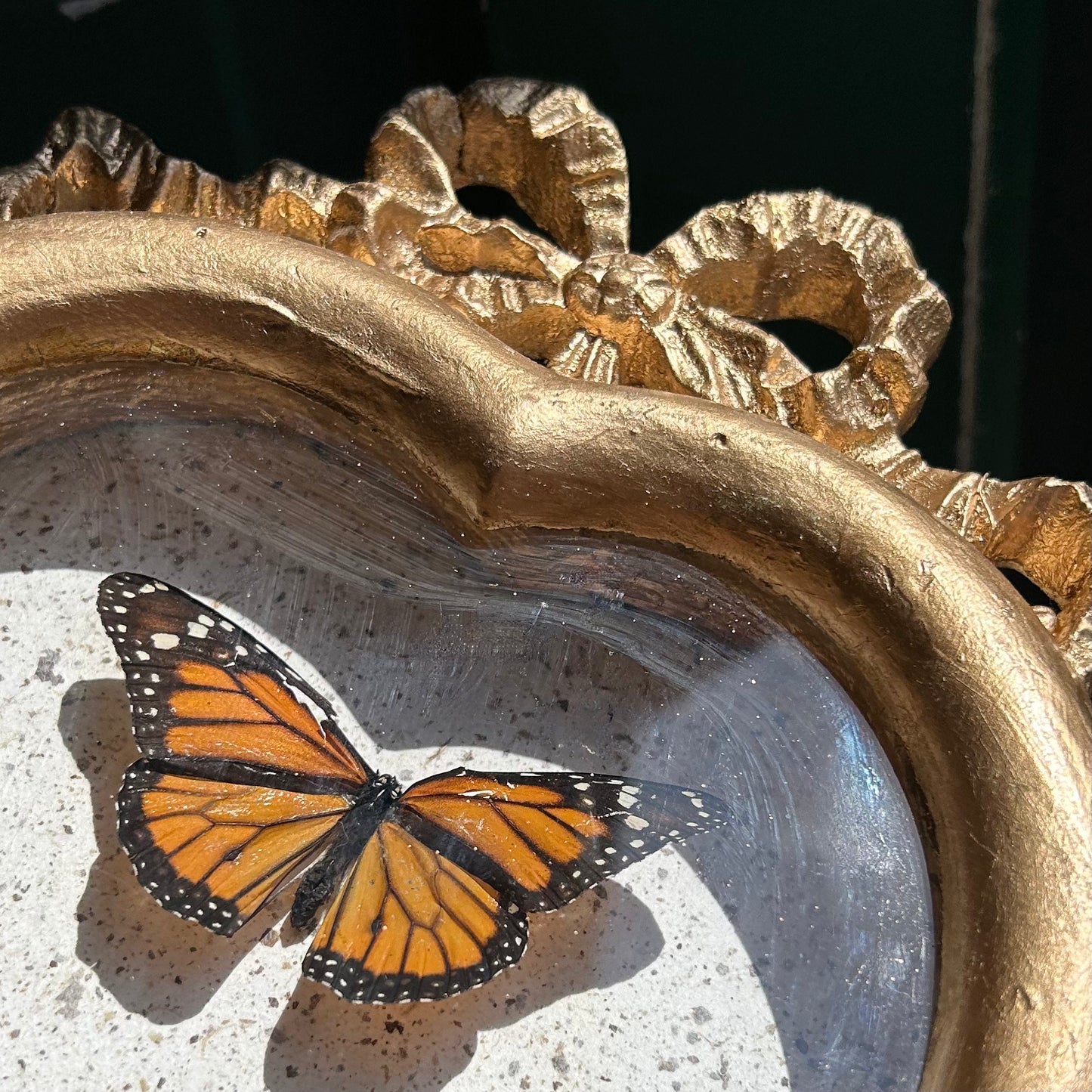 Monarch Butterfly & Sunset Moth