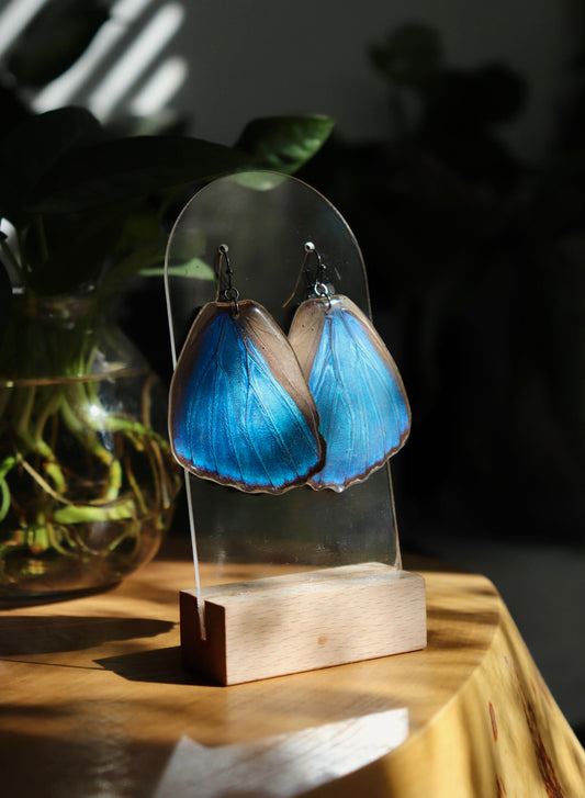 Didius Blue Morpho (Hindwings)