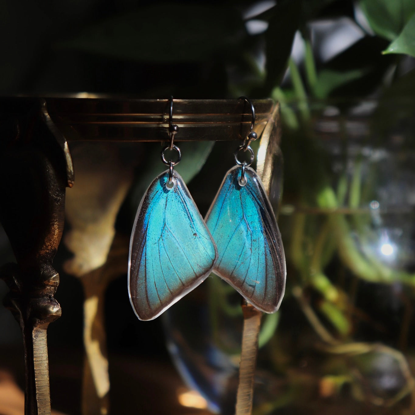 Damo Blue Hairstreak (Forewings)