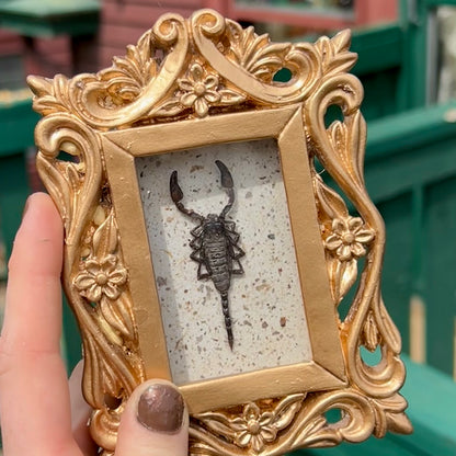Itty Bitty Scorpion