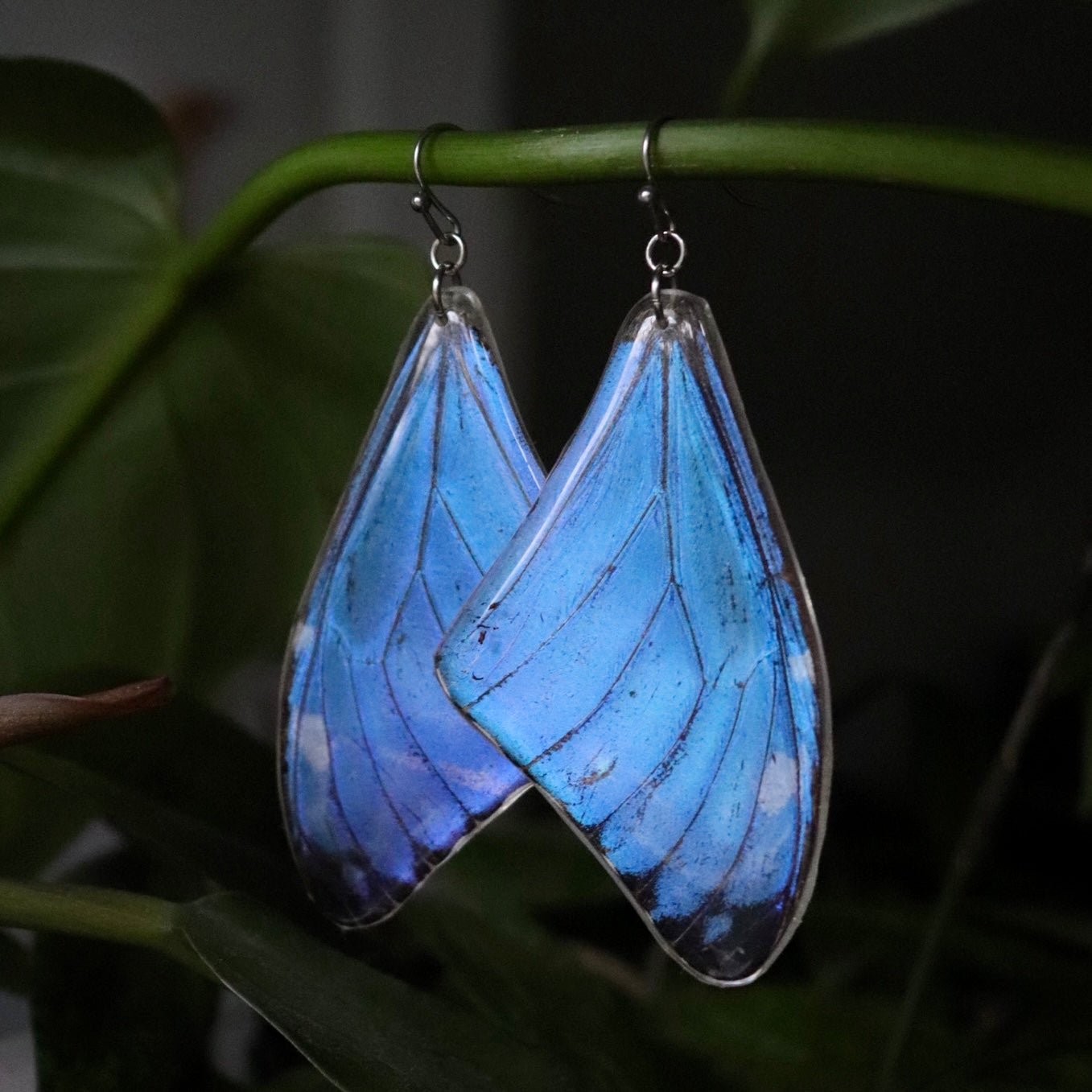 Adonis Blue Morpho (Forewings)