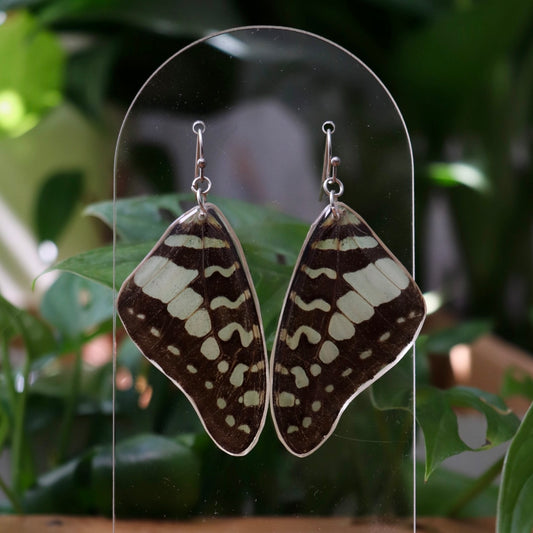 Large Striped Swordtail Butterfly (Forewings)