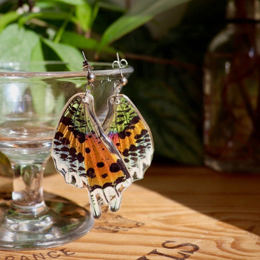Madagascan Sunset Moth (Hindwings)