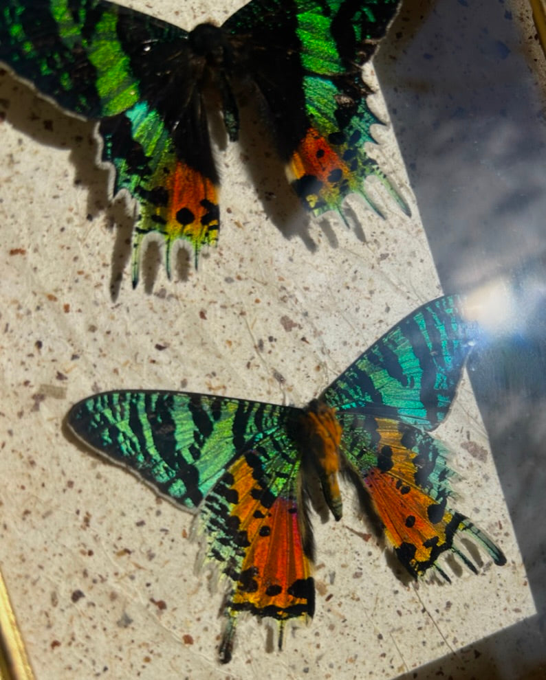 Madagascan Sunset Moths