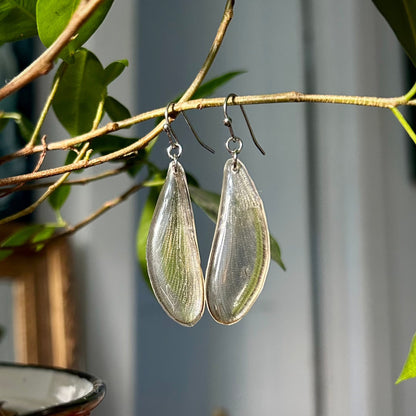 Dragonfly Wings (Hindwings)