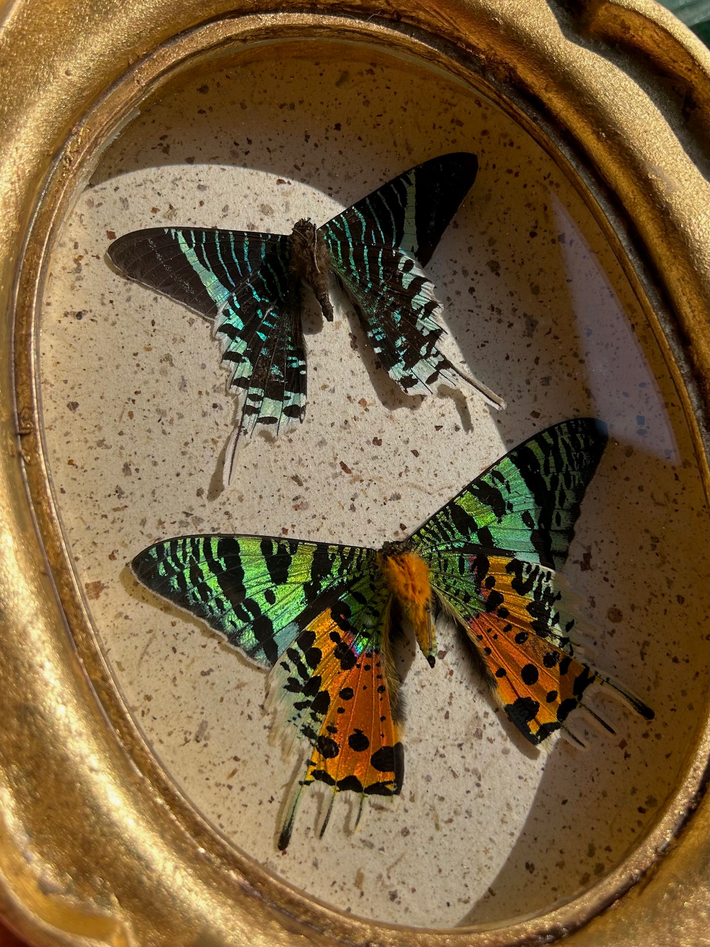 Madagascan Urania & Sunset Moth