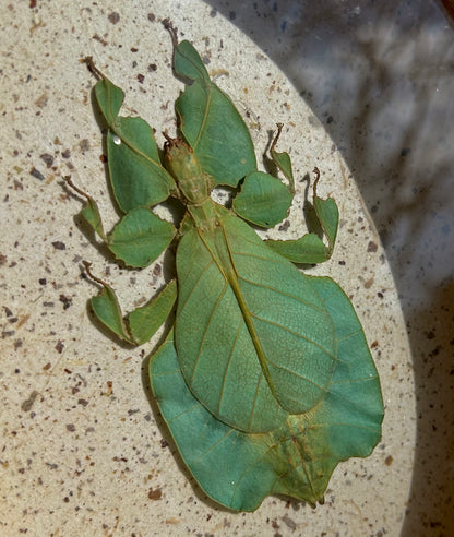 Leaf Bug (Rare)
