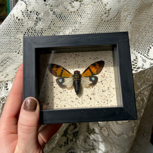 Colorful Cicada