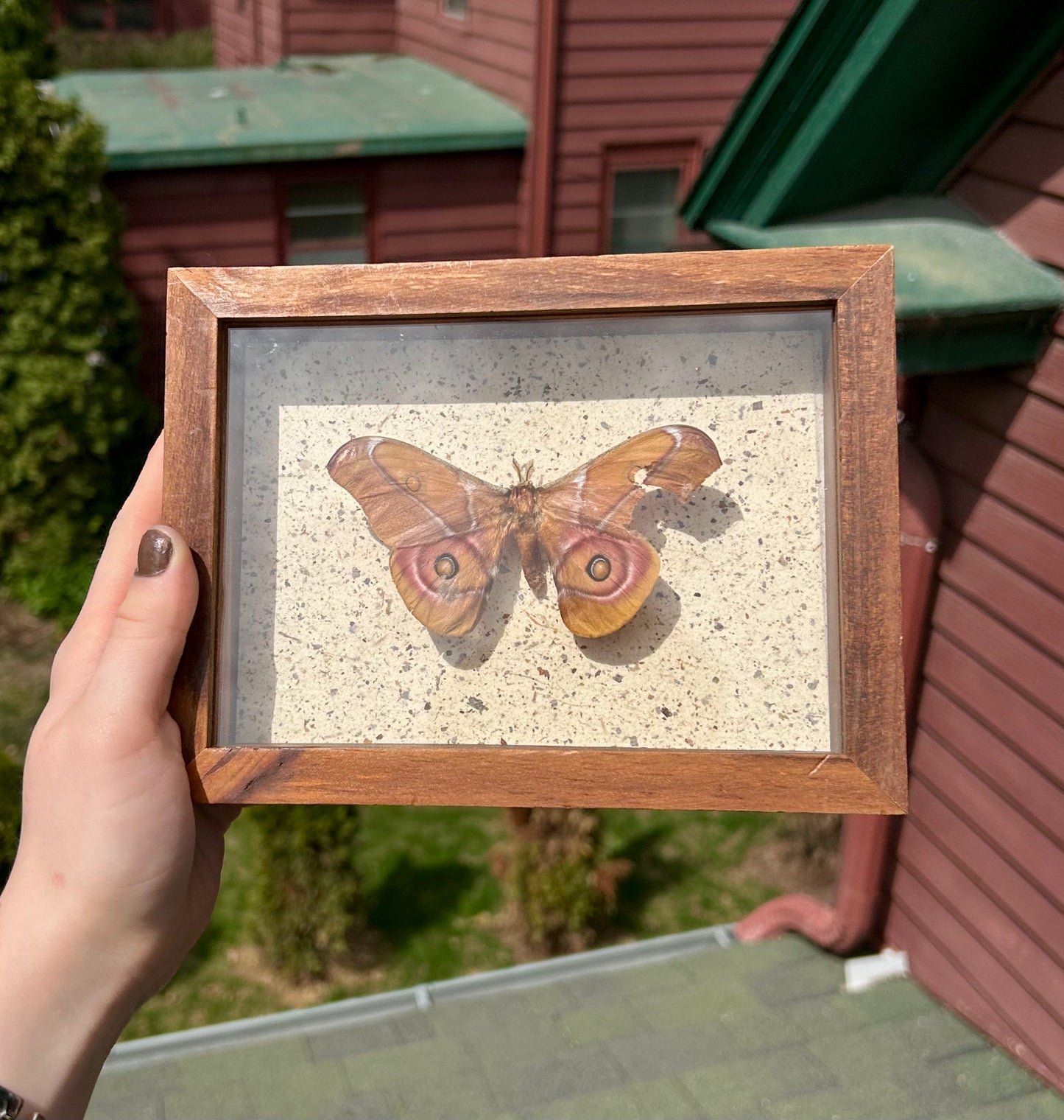 Suraka Silk Moth