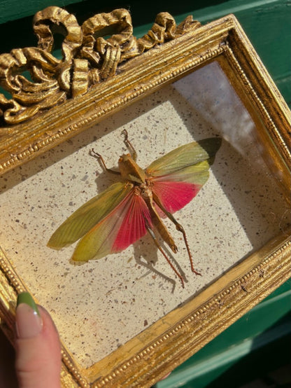 Rose-Wing Grasshopper (Large)