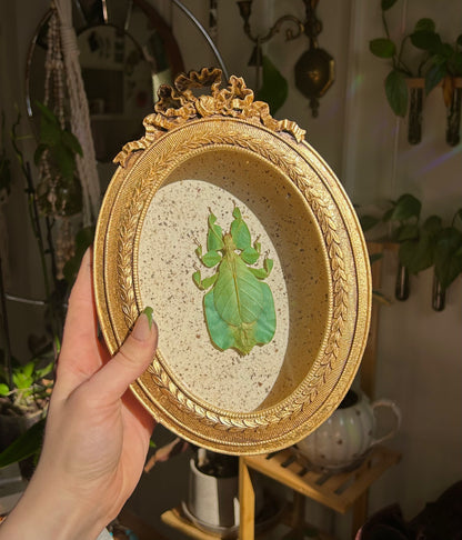 Leaf Bug (Rare)