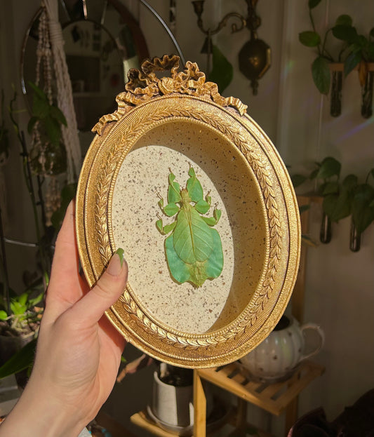 Leaf Bug (Rare)