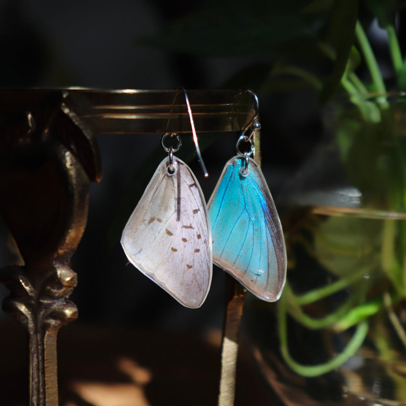 Damo Blue Hairstreak (Forewings)