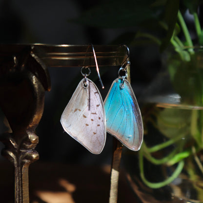 Damo Blue Hairstreak (Forewings)