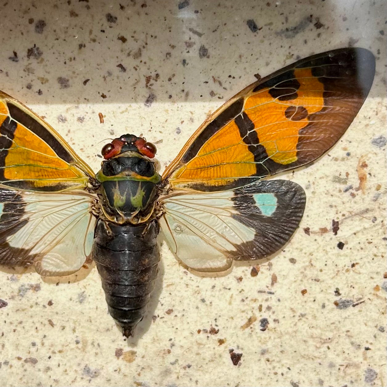 Colorful Cicada