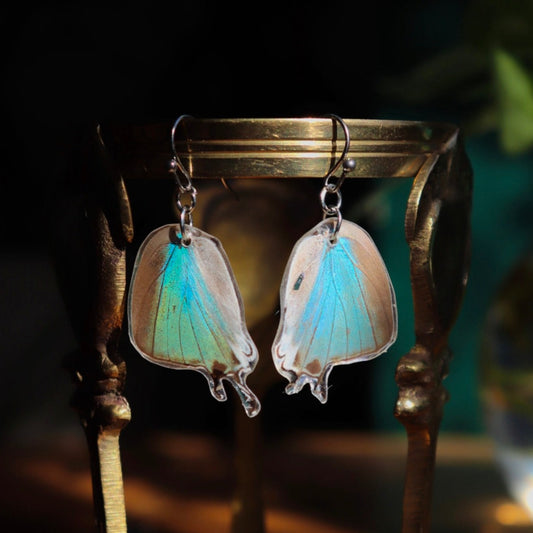 Damo Blue Hairstreak (Hindwings)