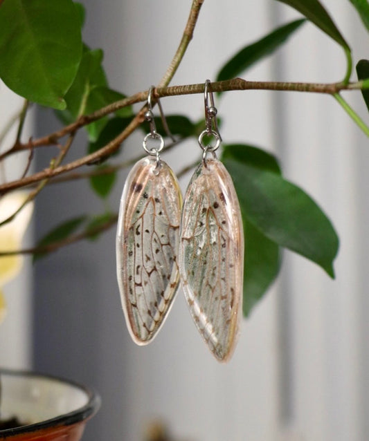 Spotted Cicadas (Forewings)