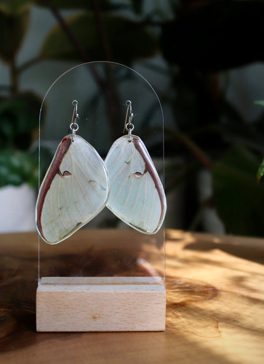 Luna Moth (Forewings)