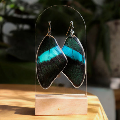 Peacock Swallowtail (Forewings)