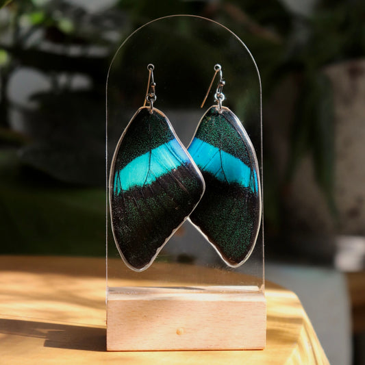 Peacock Swallowtail (Forewings)