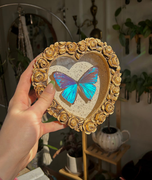 Aega Blue Morpho (Rare)