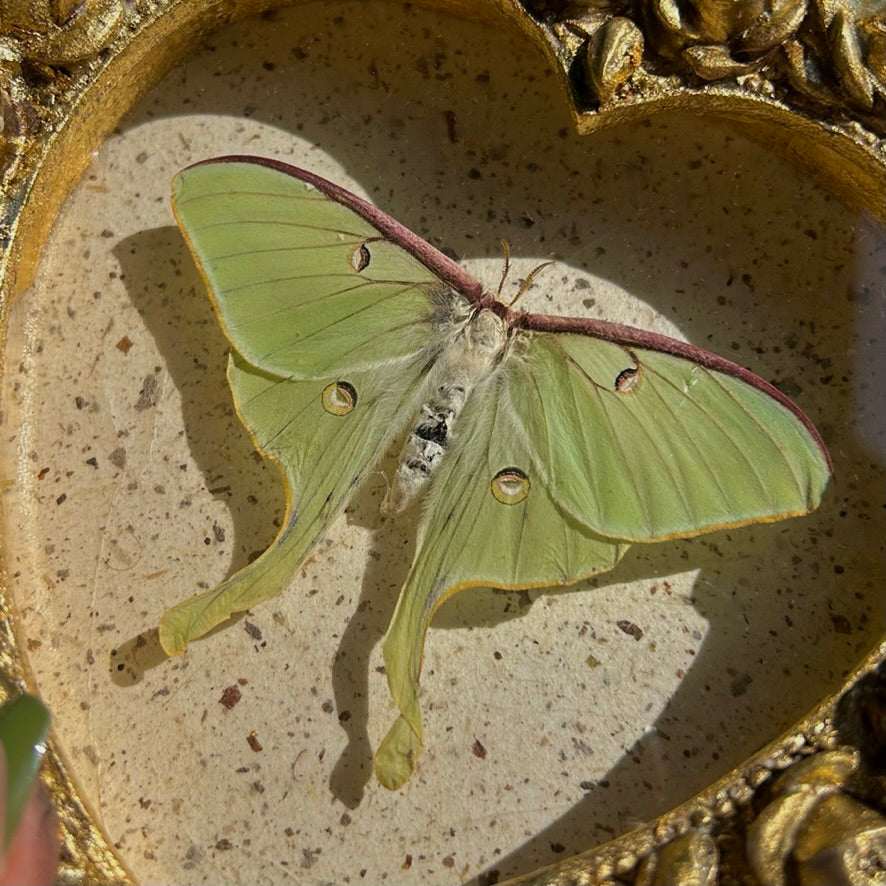 Luna Moth (Rare)