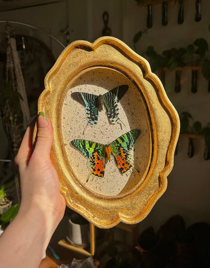 Madagascan Urania & Sunset Moth