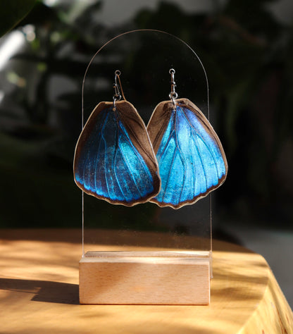 Didius Blue Morpho (Hindwings)