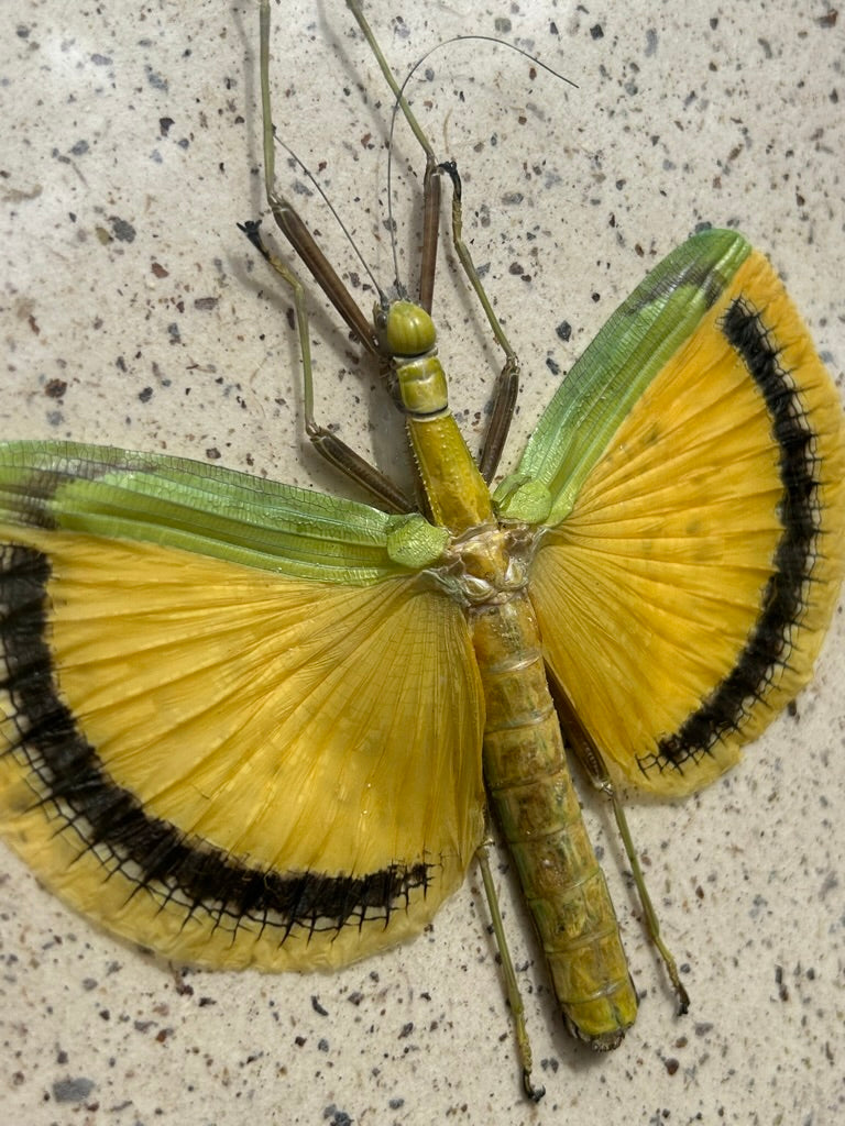 Umbrella Stick Bug