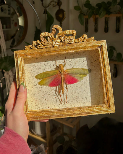 Rose-Wing Grasshopper (Large)