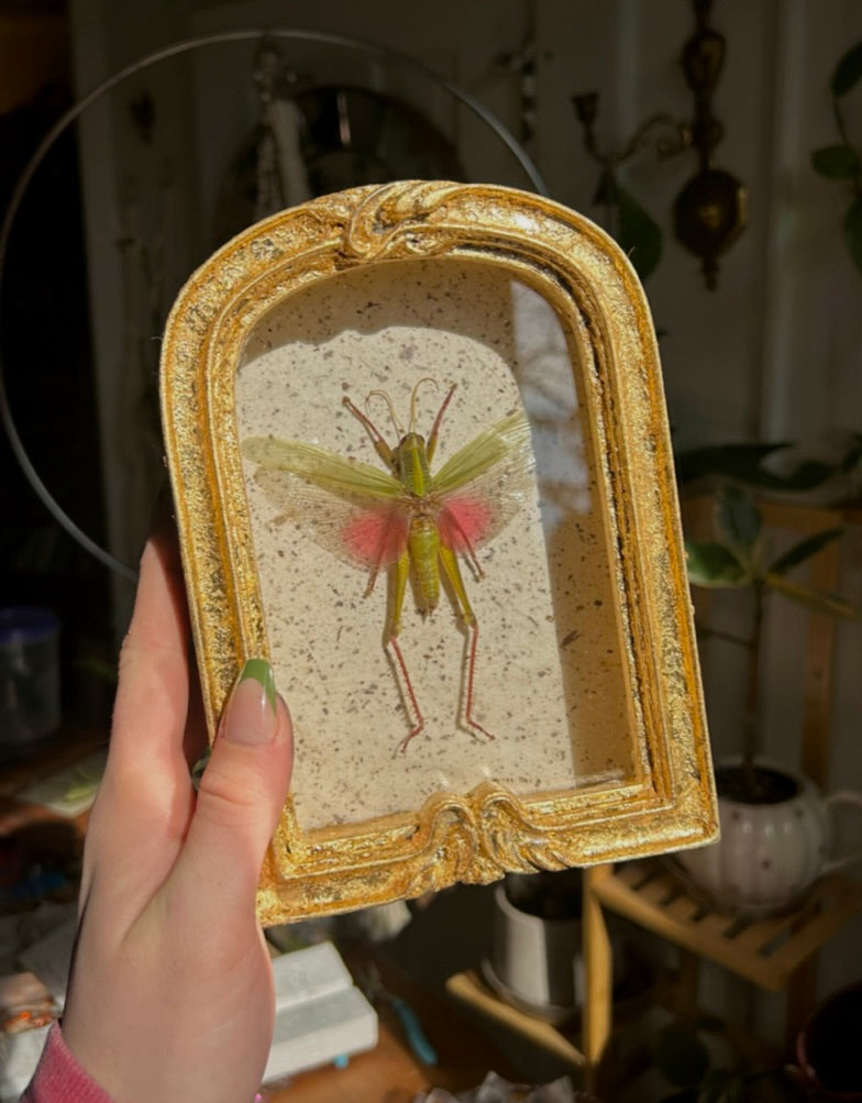 Rose-Wing Grasshopper (Small)