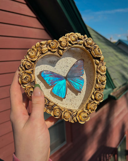 Aega Blue Morpho (Rare)