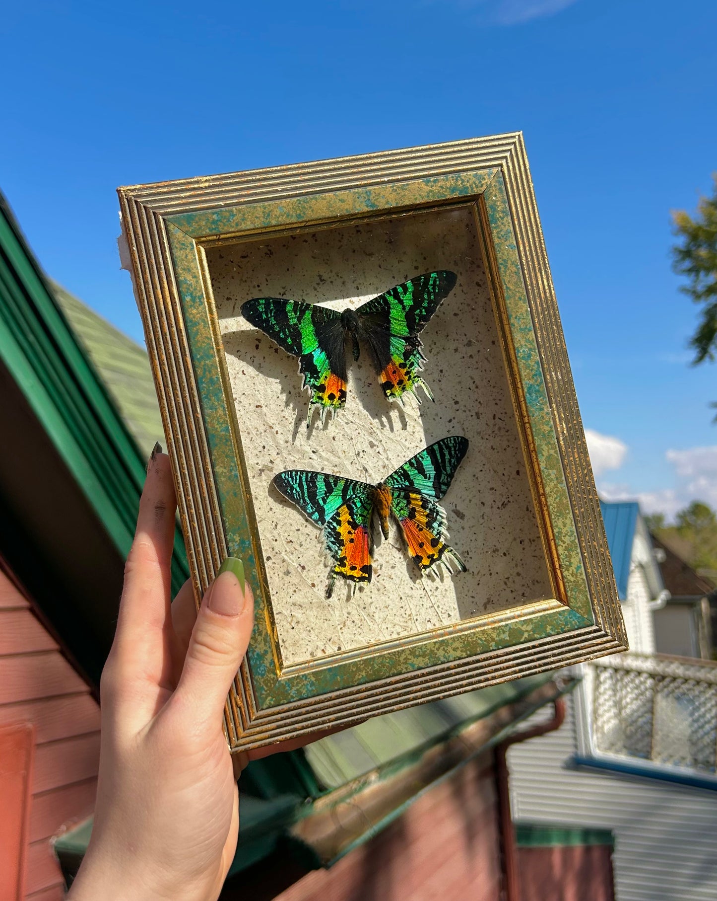 Madagascan Sunset Moths