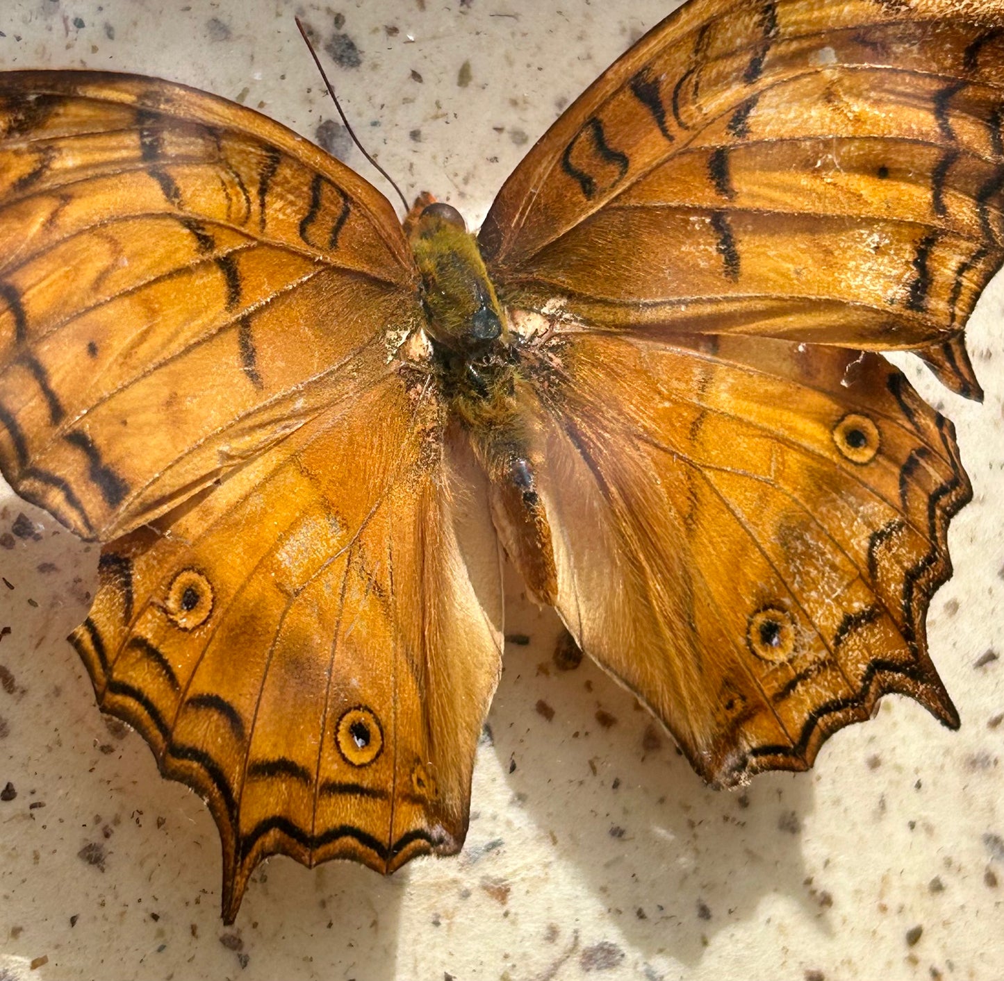 Angled Sulfur/Cruiser Butterfly