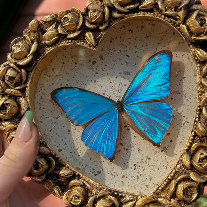 Aega Blue Morpho (Rare)