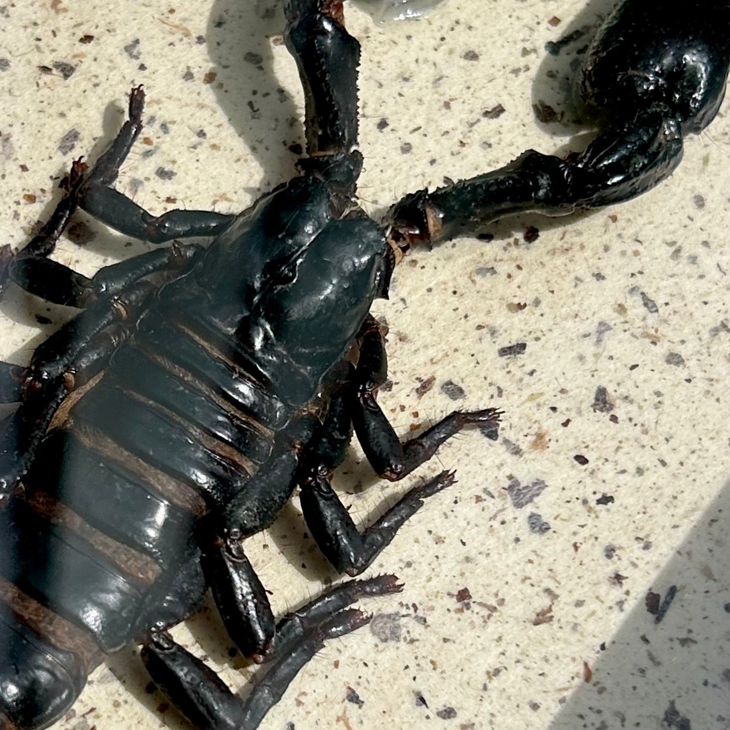 Forest Scorpion