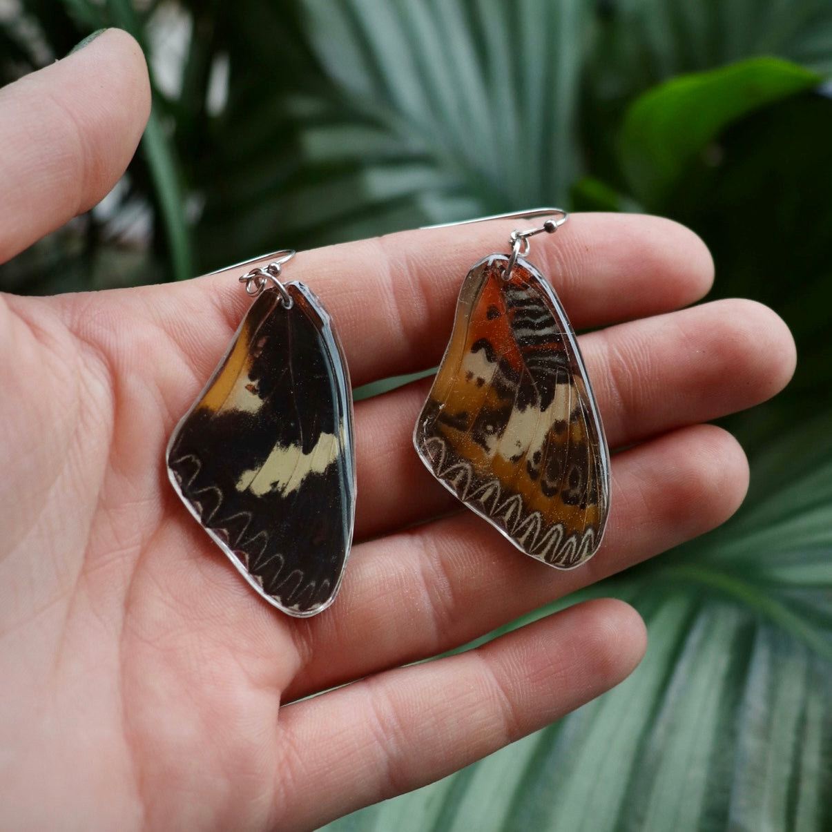 Maylay Lacewing Butterfly (Forewings)