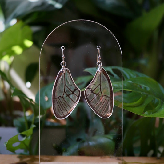 Hypaesia Satyr Butterfly (Forewings)