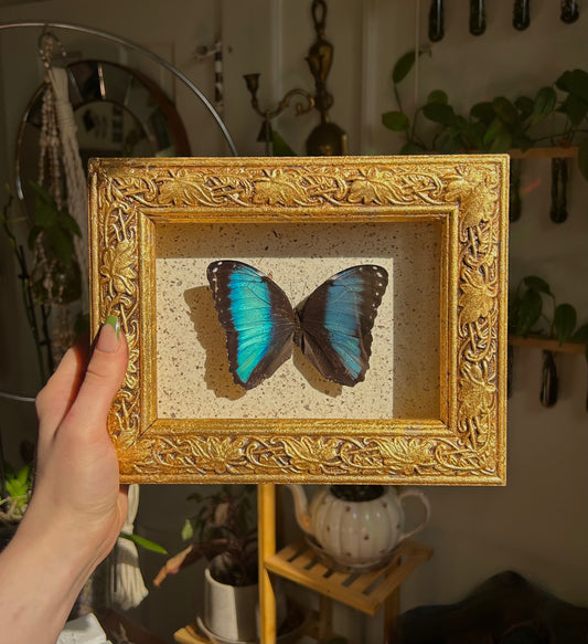 Achilles Blue Morpho