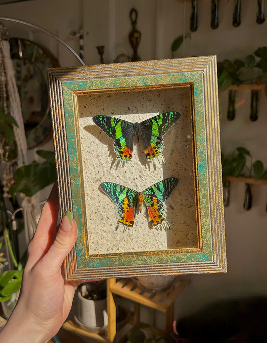 Madagascan Sunset Moths
