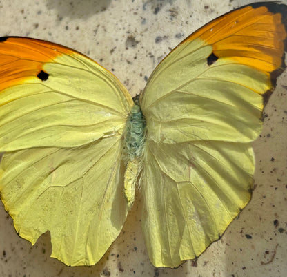 Angled Sulfur/Cruiser Butterfly