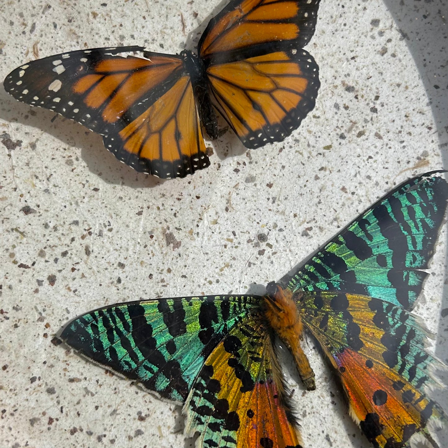 Monarch Butterfly & Sunset Moth