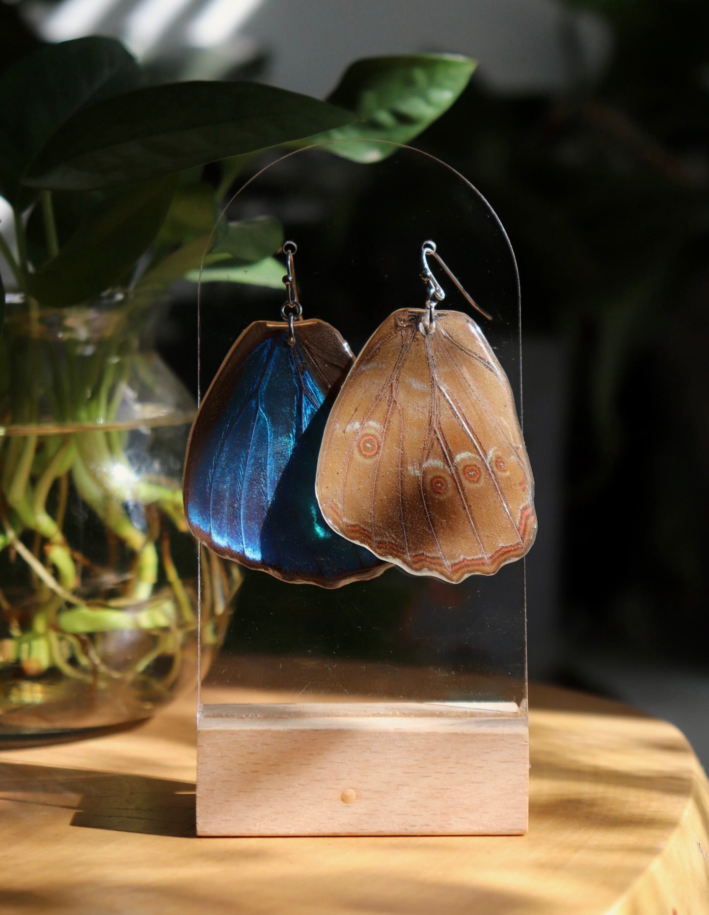 Didius Blue Morpho (Hindwings)